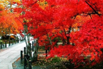 香山公园景点天气实景图