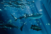 上海海洋水族馆景点天气实景图