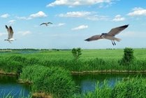 七里海景区景点天气实景图