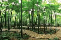茶山竹海景点天气实景图