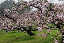 桃花源景点天气实景图