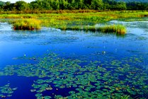 紫菱湖生态园景点天气实景图