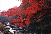 天桥沟森林公园景点天气实景图