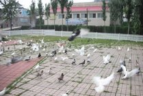 鸽子窝公园景点天气实景图