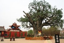 大槐树寻根祭祖园景点天气实景图