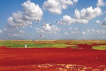黄河口生态旅游区景点天气实景图