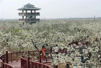 冠州梨园景点天气实景图