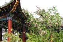南郭寺景点天气实景图