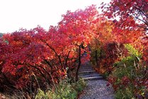 三门峡甘山森林公园景点天气实景图