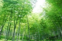 宜兴竹海风景区景点天气实景图