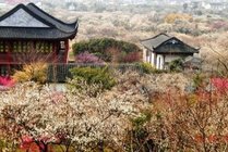太湖林屋梅海景点天气实景图