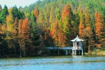 宁波四明山森林公园景点天气实景图