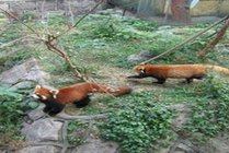温州动物园景点天气实景图