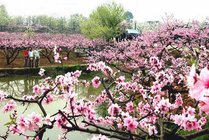 桃花故里景区景点天气实景图