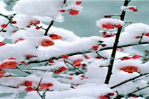幸福梅林景区景点天气实景图