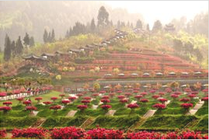 花舞人间景点天气实景图