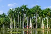 西双版纳热带植物园景点天气实景图