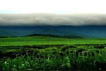 十万大山国家森林公园景点天气实景图