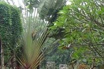 海南热带野生动植物园景点天气实景图