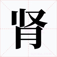 肾字字形