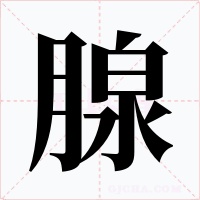 腺字字形