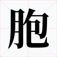 胞字的字形和写法