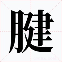 腱字的字形和写法