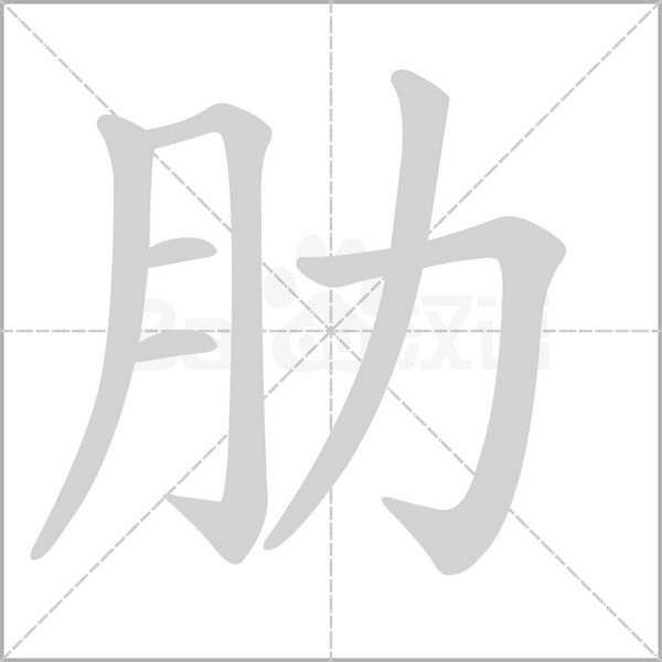 肋字笔顺图