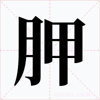 胛字的字形和写法