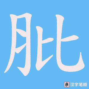 肶字笔顺图