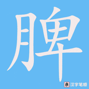 脾字笔顺图